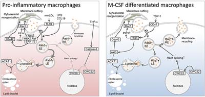 Pinocytotic engulfment of lipoproteins by macrophages
